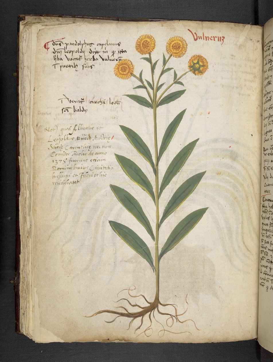 Adja hozzá az MS 41623 f.49v 