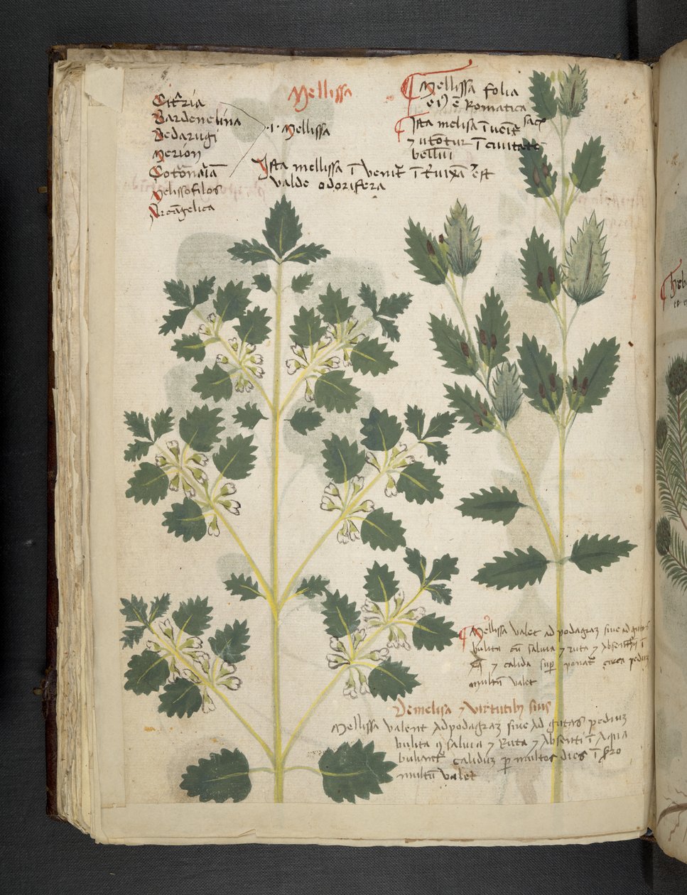 Adja hozzá az MS 41623 f.52v 