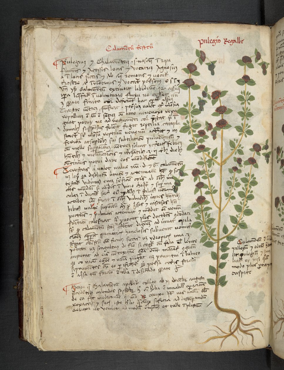 Adja hozzá az MS 41623 f.54v 