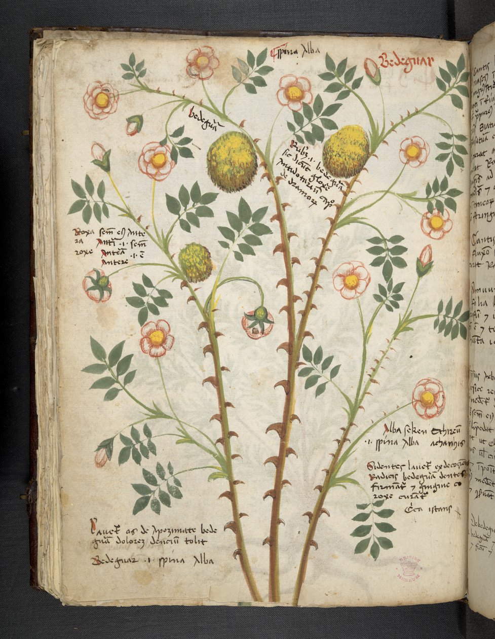 Adja hozzá az MS 41623 f.61v 