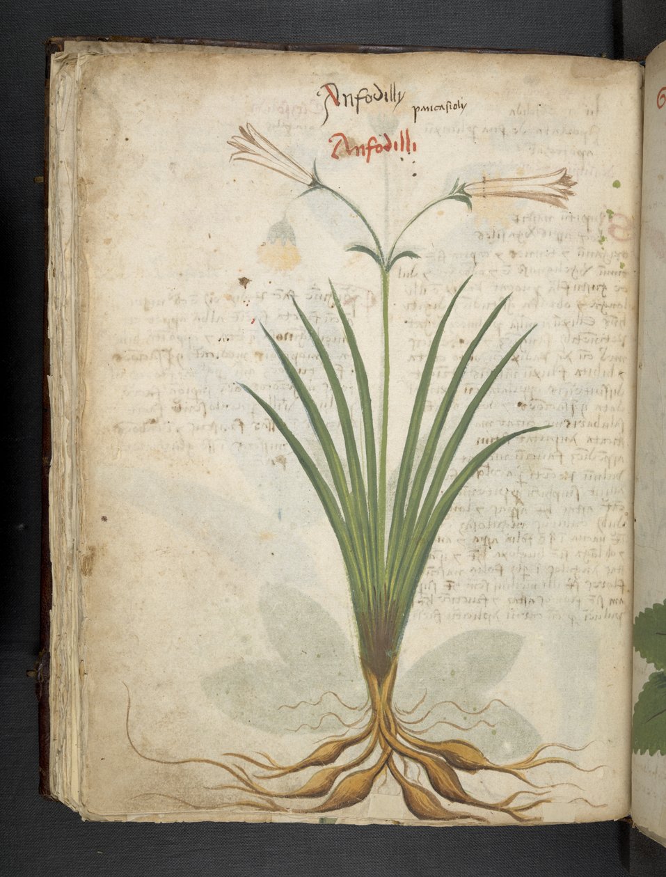 Adja hozzá az MS 41623 f.64v 