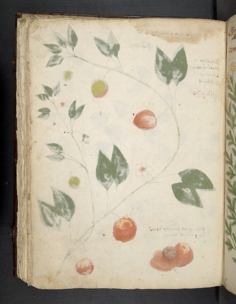 Adja hozzá az MS 41623 f.70v 