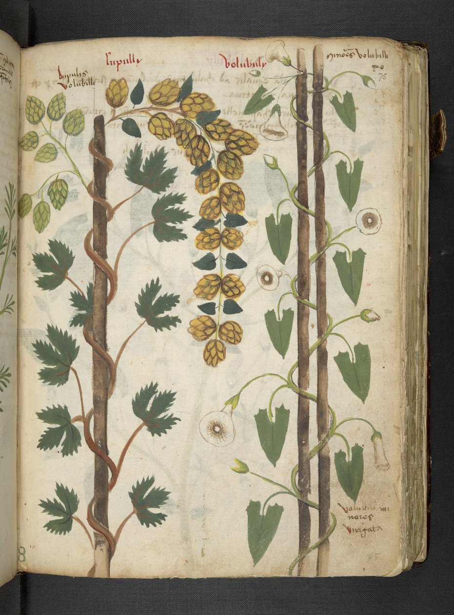 Adja hozzá az MS 41623 f.75r 