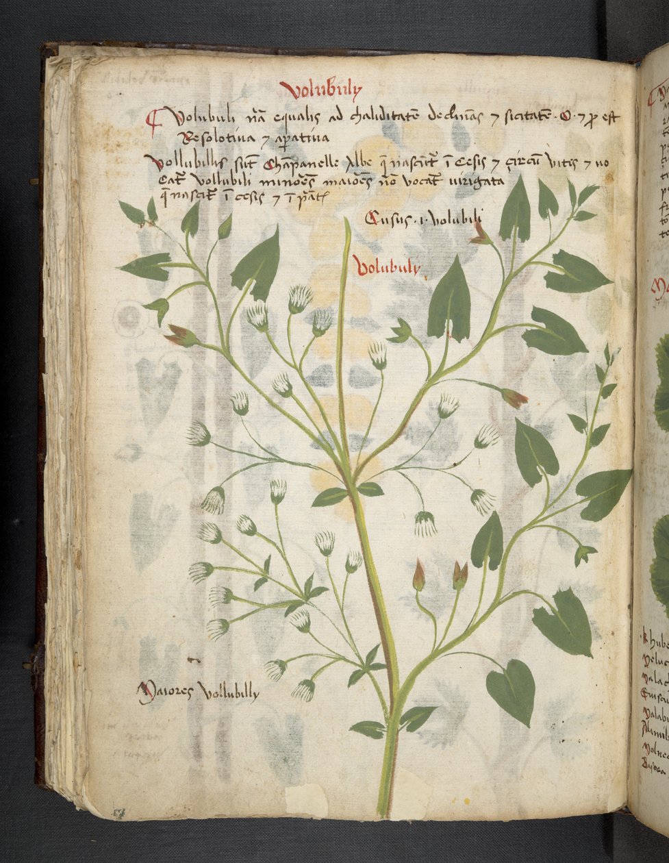 Adja hozzá az MS 41623 f.75v 
