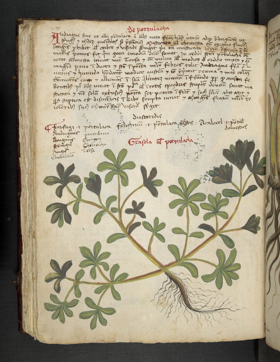 Adja hozzá az MS 41623 f.81v De Portulaca-t, az „A herbal” cégtől, Belluno (tinta és szín a pergamen) alkotó: Italian School
