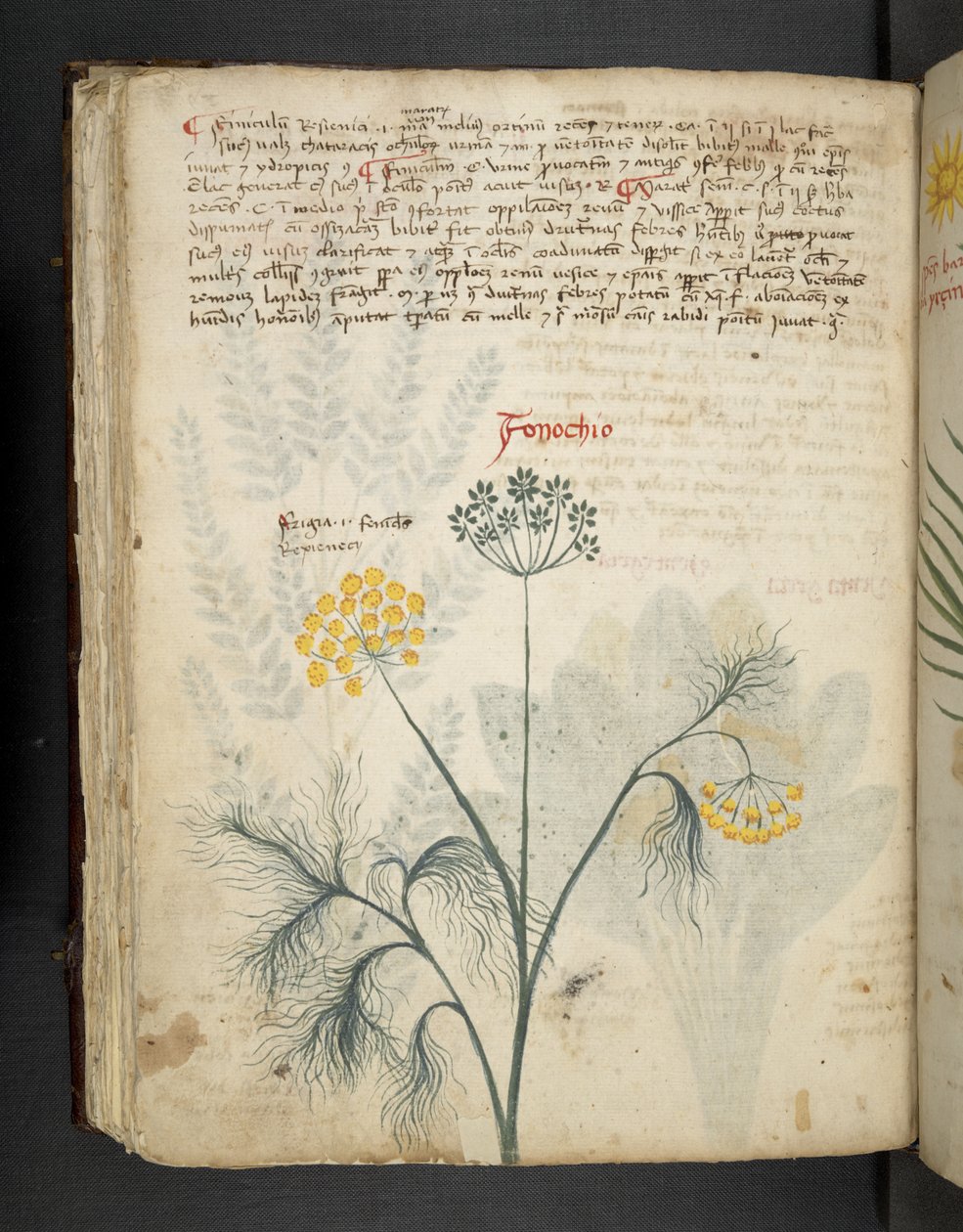 Adja hozzá az MS 41623 f.84v Finocchio-t, az „A herbal” termékből, Belluno (tinta és szín a pergamen) alkotó: Italian School