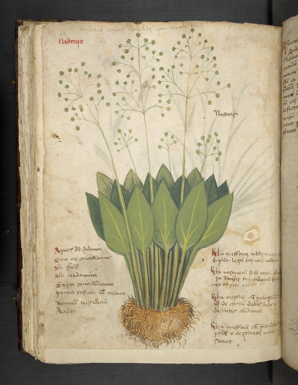 Adja hozzá az MS 41623 f.85v 