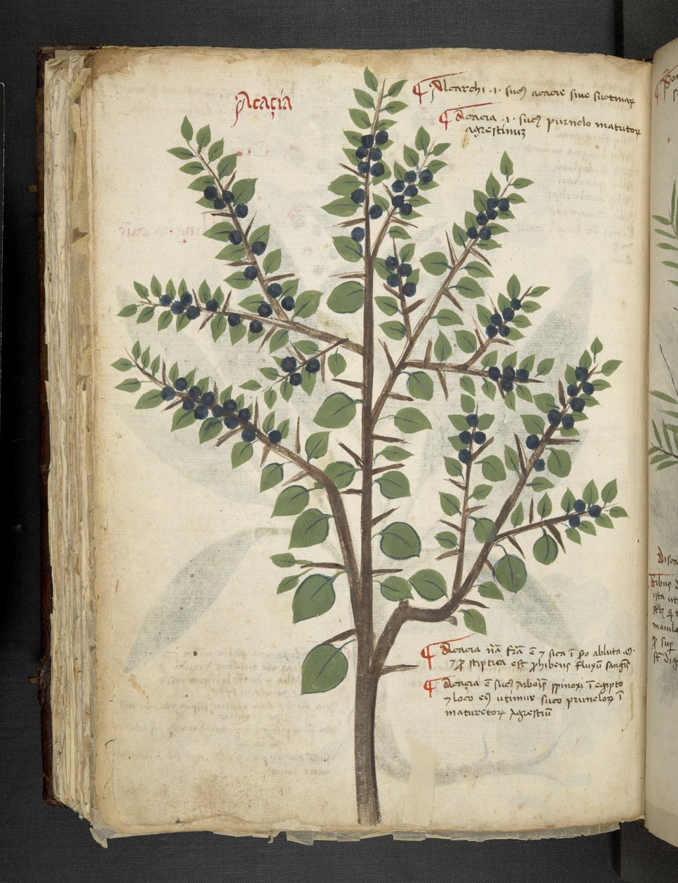 Adja hozzá az MS 41623 f.95v 