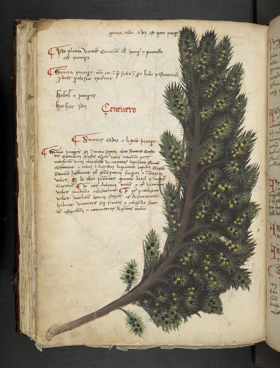 Adja hozzá az MS 41623 f.96v 