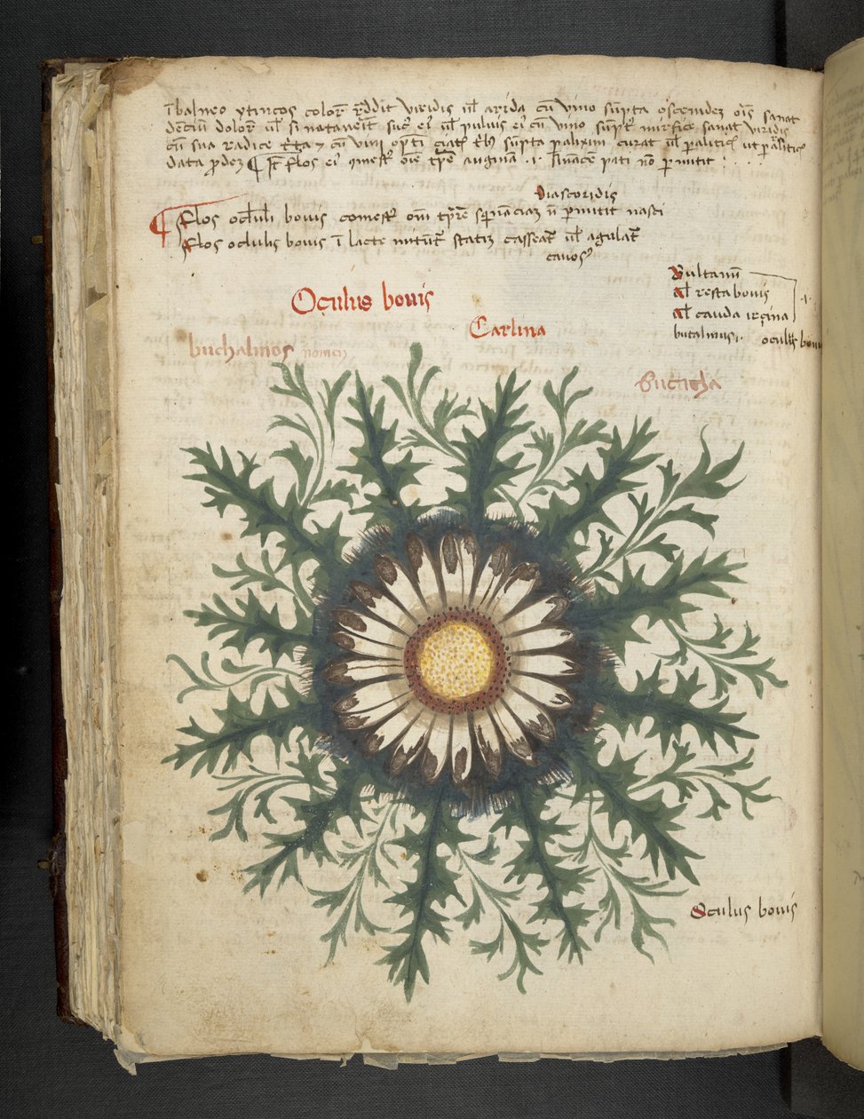 Adja hozzá az MS 41623 f.97v Carlina-t, az 