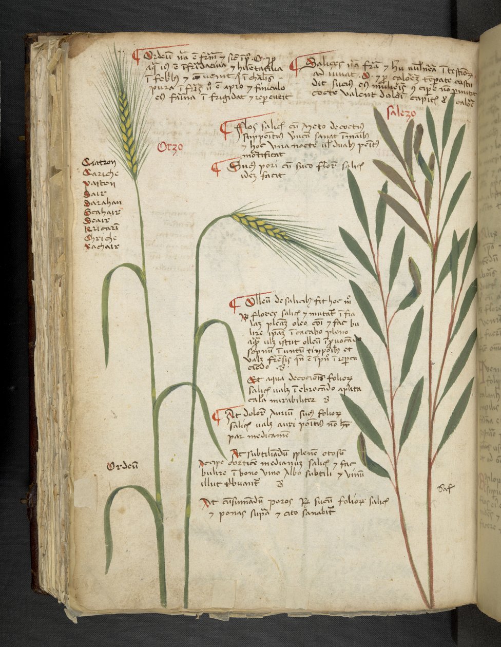 Adja hozzá az MS 41623 f.98v Orzo-t, az 