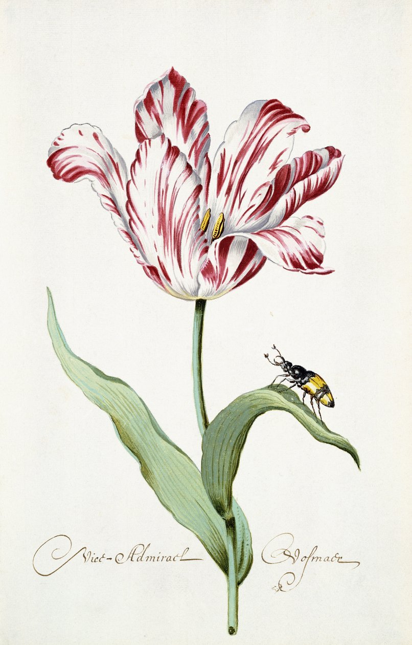 Tulipán tengernagy alkotó: Italian School