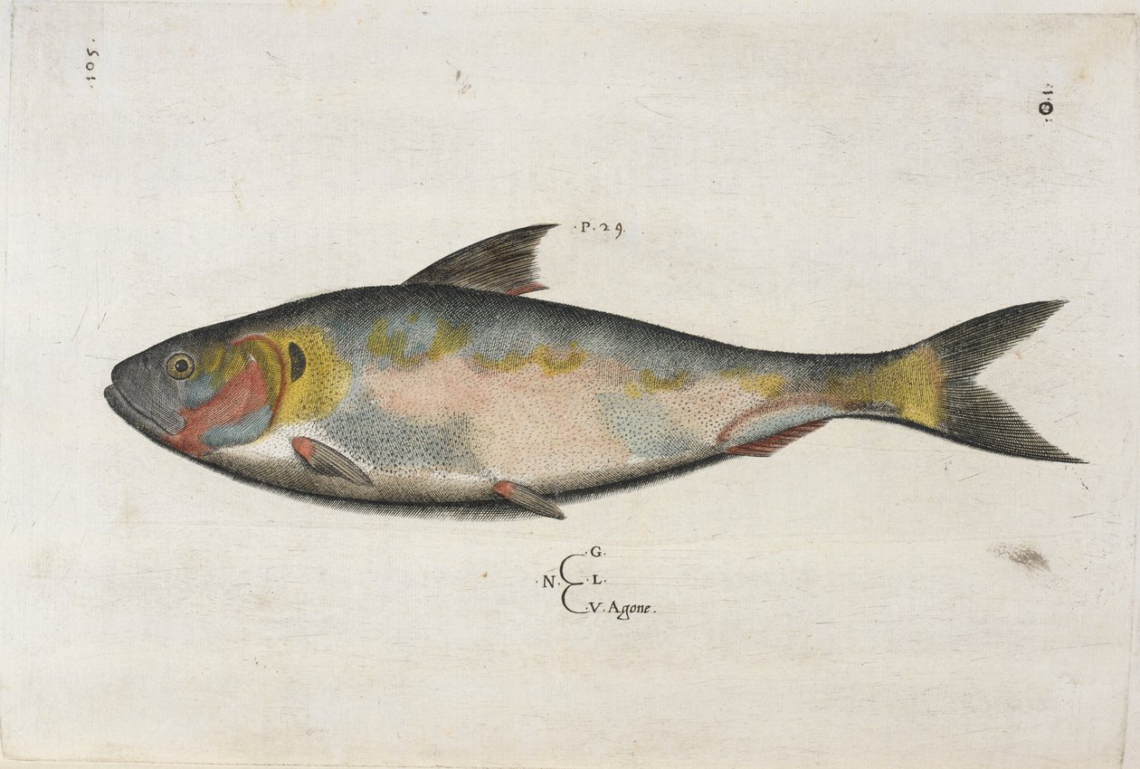 Agone, illusztráció az „Aquatilium Animalium Historiæ liber primus”-ból, Ippolito Salviani alkotó: Italian School