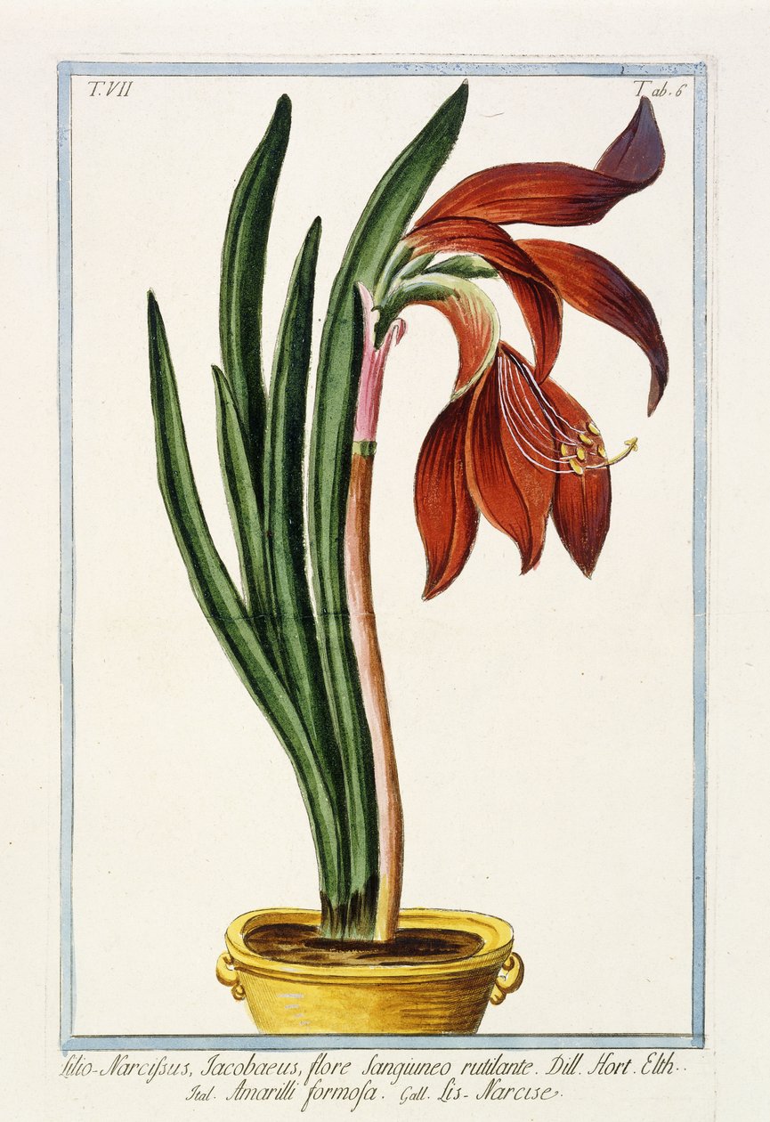 Amaryllis Formosa, 1772-1784 alkotó: Italian School