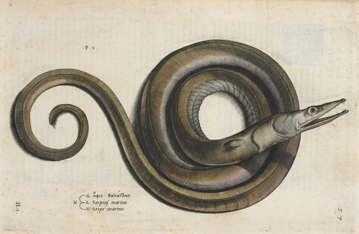 Egy angolna, illusztráció az „Aquatilium Animalium Historiæ liber primus”-ból, Ippolito Salviani alkotó: Italian School