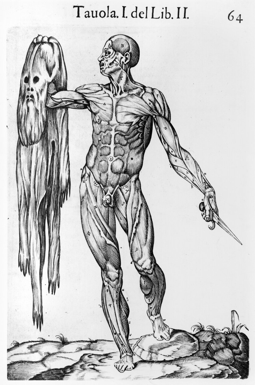 Anatómiai tanulmány, 64. tábla, illusztráció az Anatomia del corpo humanoból, Juan de Valverde (kb. 1525-kb. 1587) Róma, 1560 alkotó: Italian School