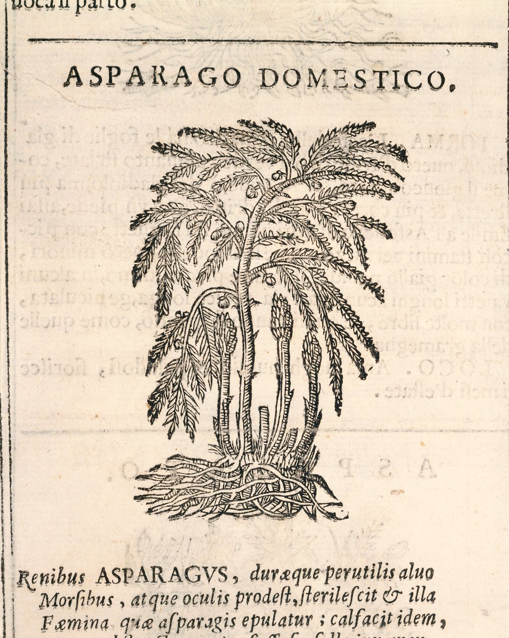 Spárga (Asparagus officinalis), metszet Castor Durante alkotó: Italian School