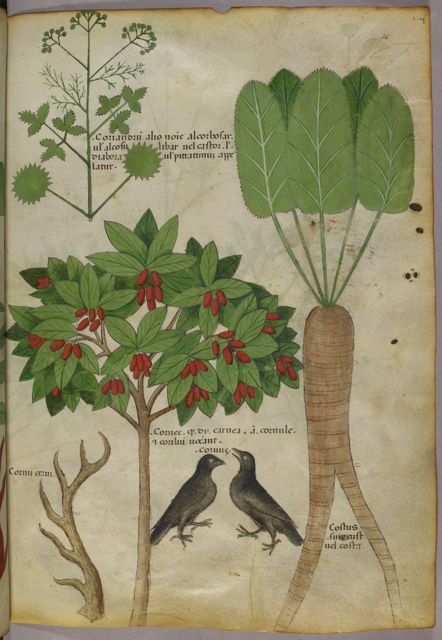 Növények és madarak botanikai illusztrációja, 1440 körül (tinta és színes papíron alkotó: Italian School