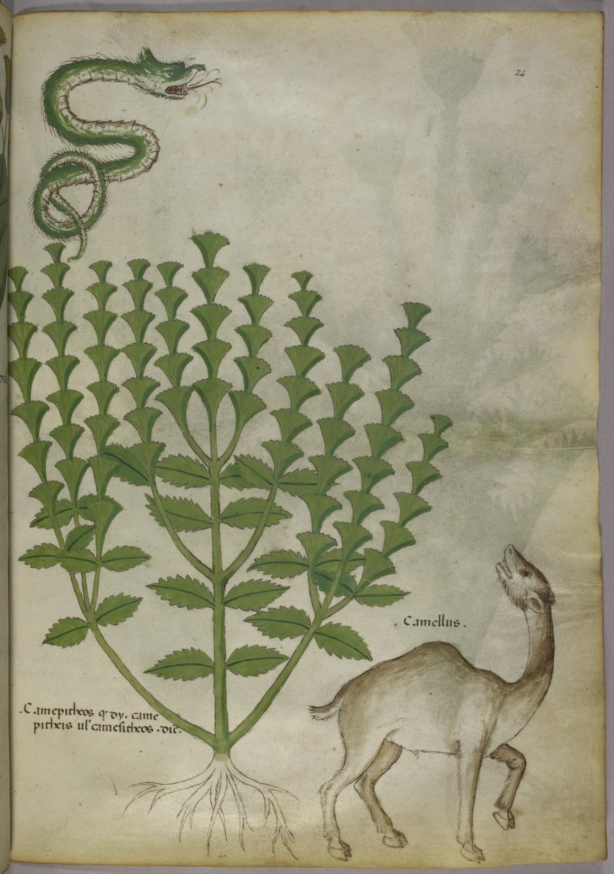 Botanikai Illusztráció egy növényről, egy kígyóról és egy tevéről, 1440 körül alkotó: Italian School