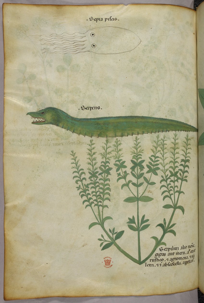 Botanikai és állatábrázolás egy növényről, egy tintahalról és egy kígyóról, 1440 körül (tinta és szín, pergamen) alkotó: Italian School