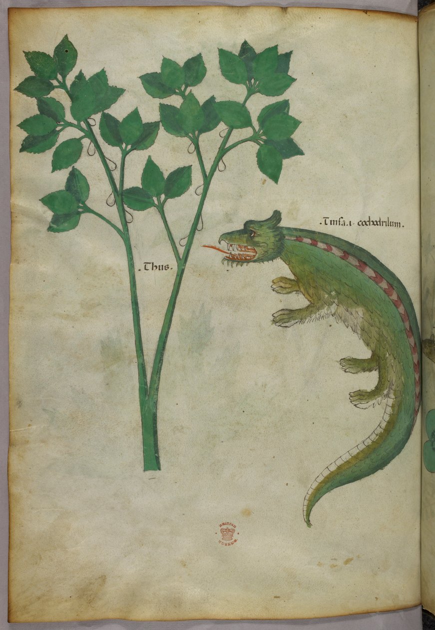 Botanikai és állatábrázolás egy növényről és egy krokodilról, 1440 körül (tinta és szín, pergamen) alkotó: Italian School