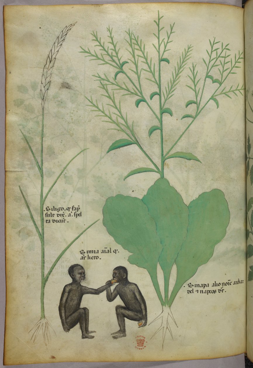 Botanikai és állatábrázolás egy növényről és két majomról, 1440 körül (tinta és szín, pergamen) alkotó: Italian School
