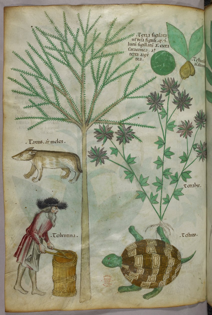 Botanikai és állatábrázolás növényekkel, teknősbéka, ember és egy másik állat, 1440 körül (tinta és szín, pergamen) alkotó: Italian School