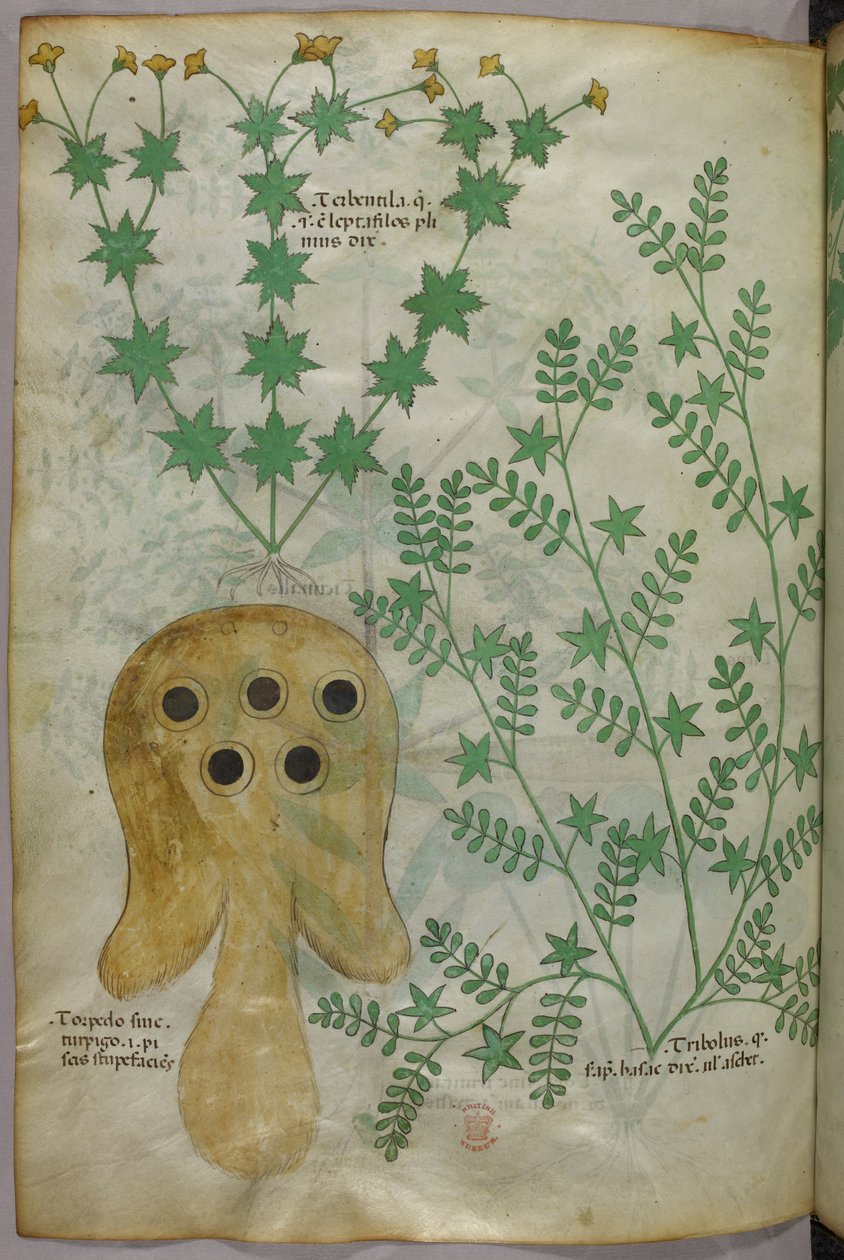 Botanikai és állatábrázolás növényekről és egy torpedóhalról, 1440 körül (tinta és szín, pergamen) alkotó: Italian School