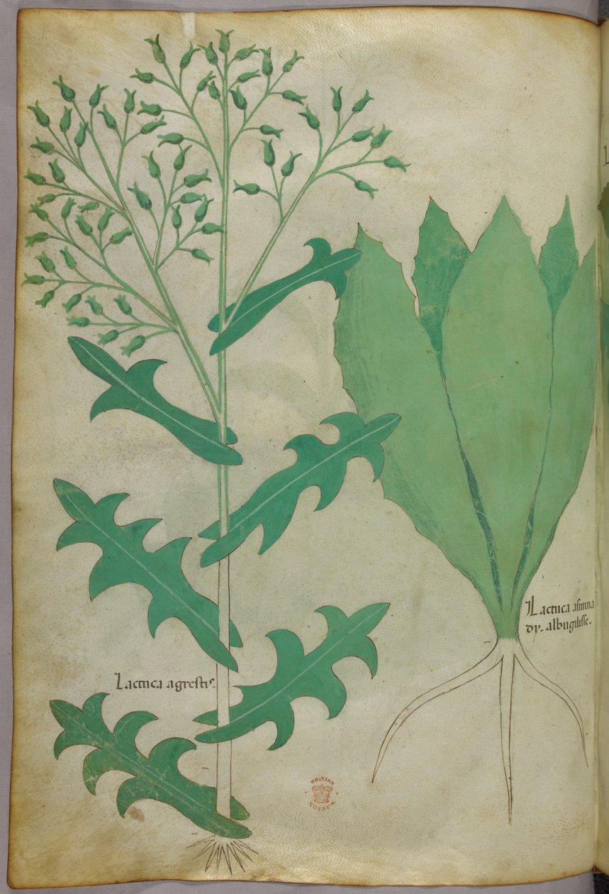 Botanikai illusztráció, 1440 körül (tinta és szín, pergamen) alkotó: Italian School