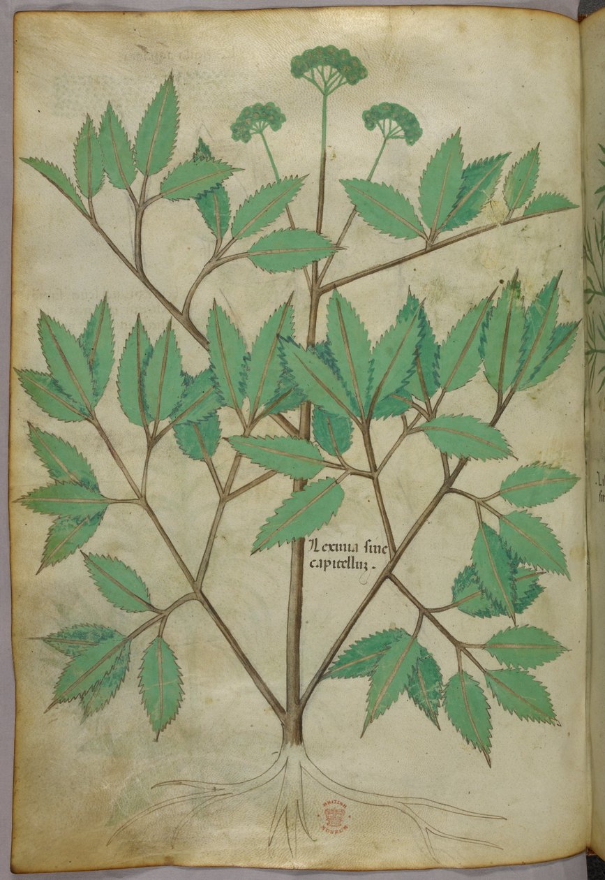 Botanikai illusztráció, 1440 körül (tinta és szín, pergamen) alkotó: Italian School