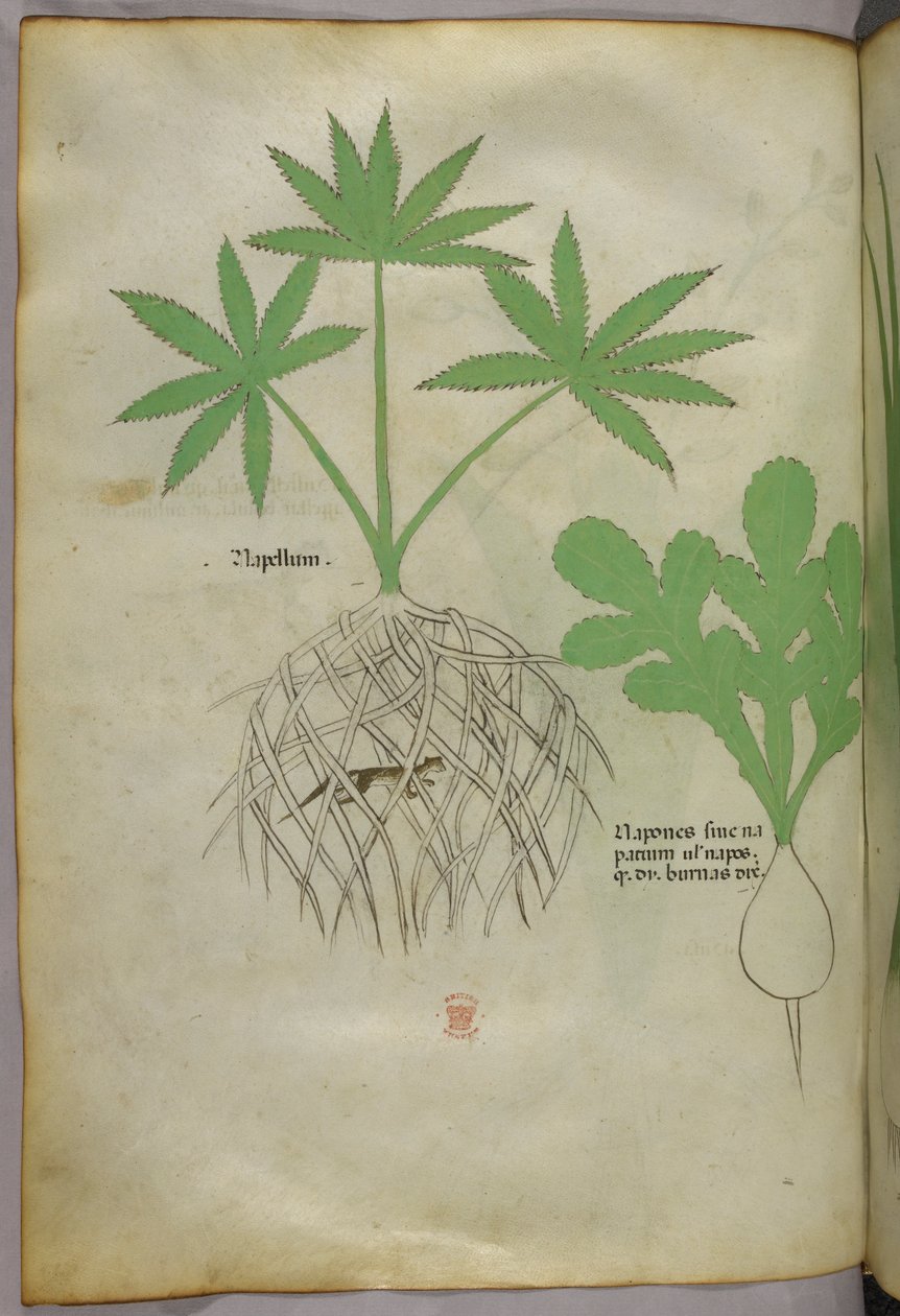 Botanikai illusztráció, 1440 körül (tinta és szín, pergamen) alkotó: Italian School