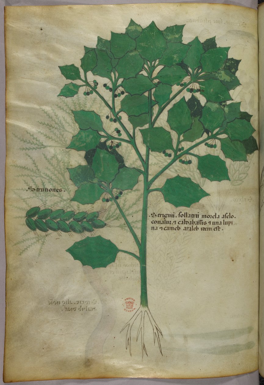 Botanikai illusztráció, 1440 körül (tinta és szín, pergamen) alkotó: Italian School