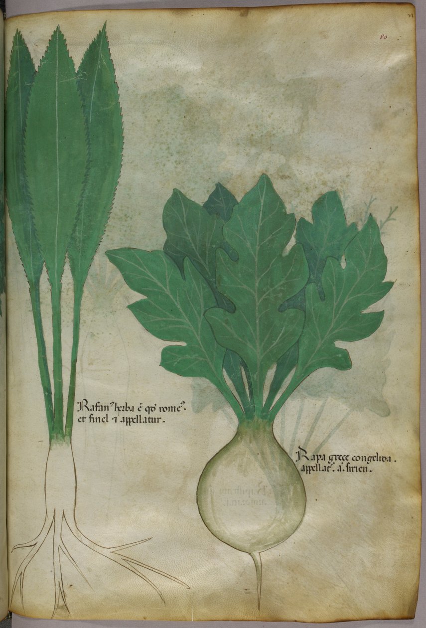 Botanikai illusztráció, 1440 körül (tinta és szín, pergamen) alkotó: Italian School