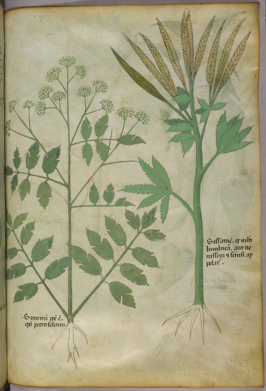 Botanikai illusztráció, 1440 körül (tinta és szín, pergamen) alkotó: Italian School