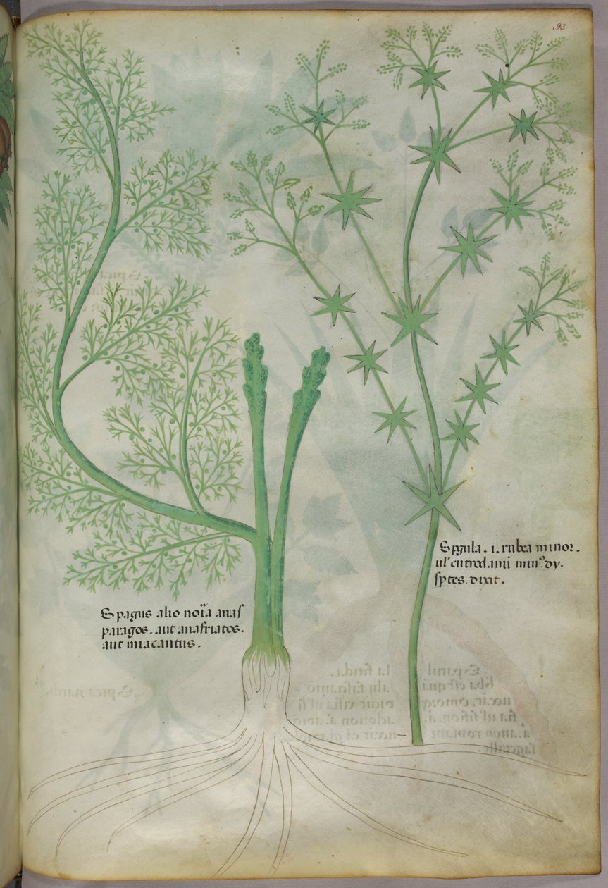 Botanikai illusztráció, 1440 körül (tinta és szín, pergamen) alkotó: Italian School