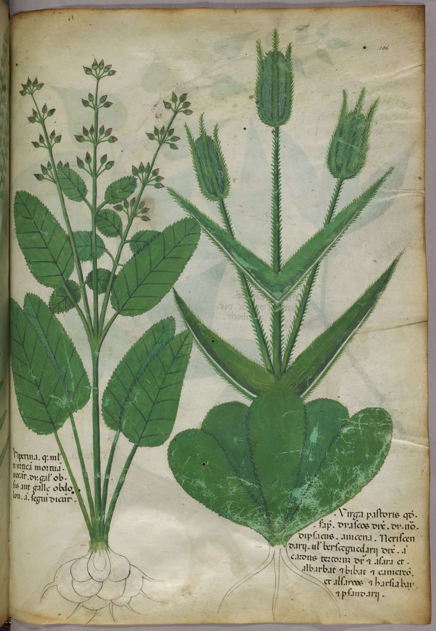 Botanikai illusztráció, 1440 körül (tinta és szín, pergamen) alkotó: Italian School