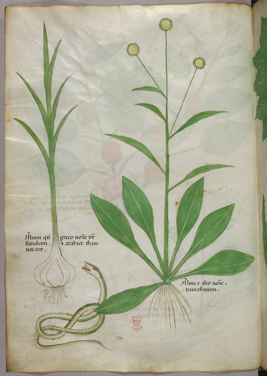 Botanikai illusztráció, 1440 körül (tinta és szín, pergamen) alkotó: Italian School