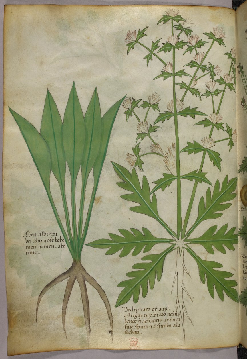 Botanikai illusztráció, 1440 körül (tinta és szín, pergamen) alkotó: Italian School