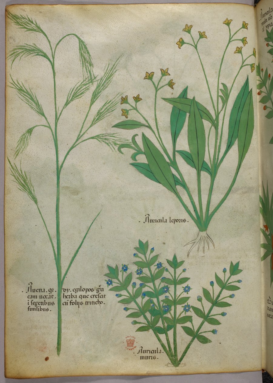Botanikai illusztráció, 1440 körül (tinta és szín, pergamen) alkotó: Italian School