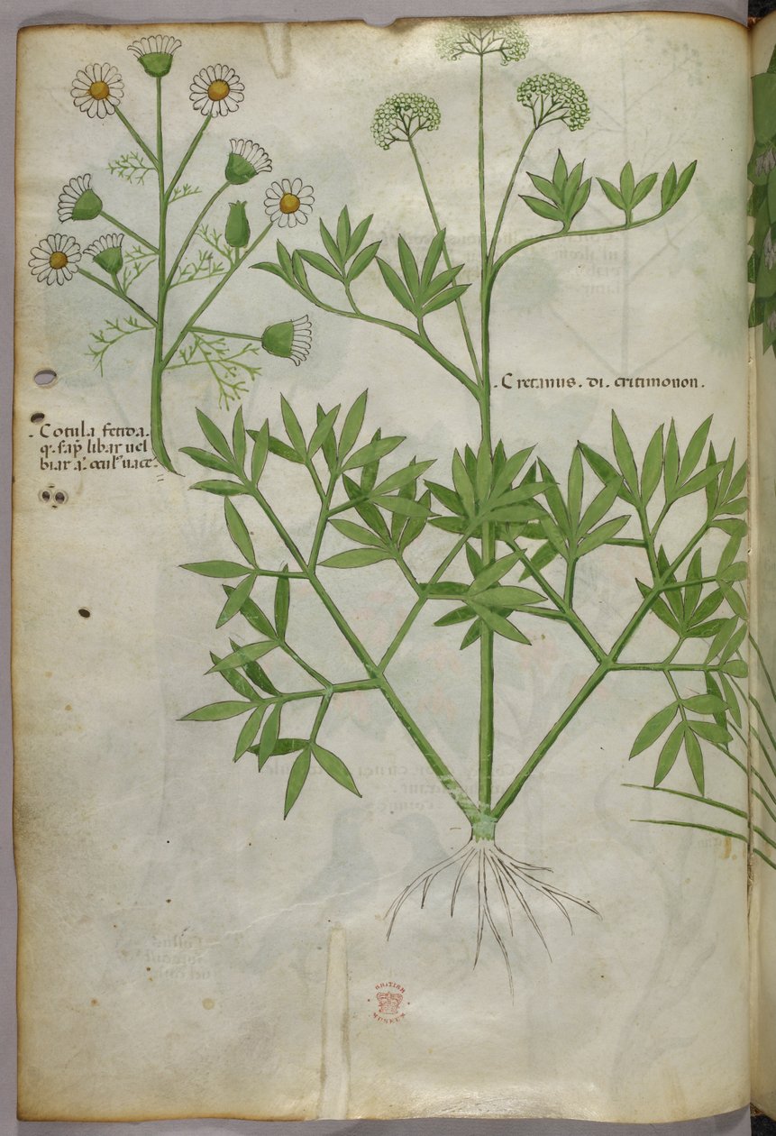 Botanikai illusztráció, 1440 körül (tinta és szín, pergamen) alkotó: Italian School
