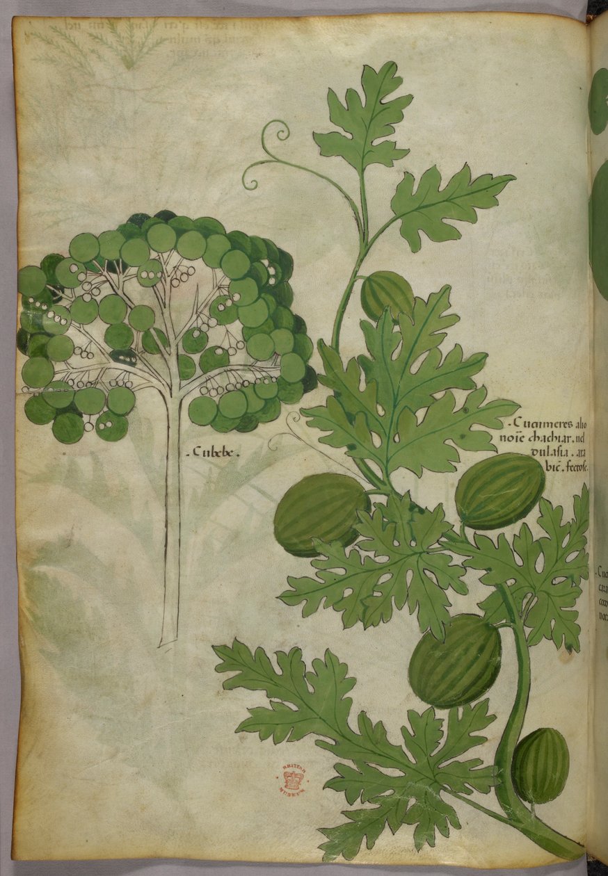 Botanikai illusztráció, 1440 körül (tinta és szín, pergamen) alkotó: Italian School