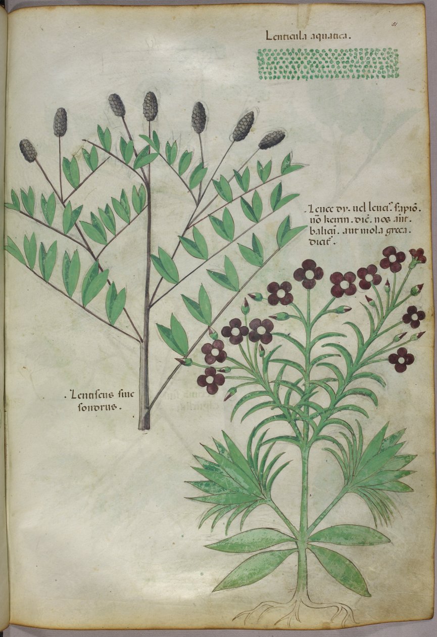 Botanikai illusztráció, 1440 körül (tinta és szín, pergamen) alkotó: Italian School