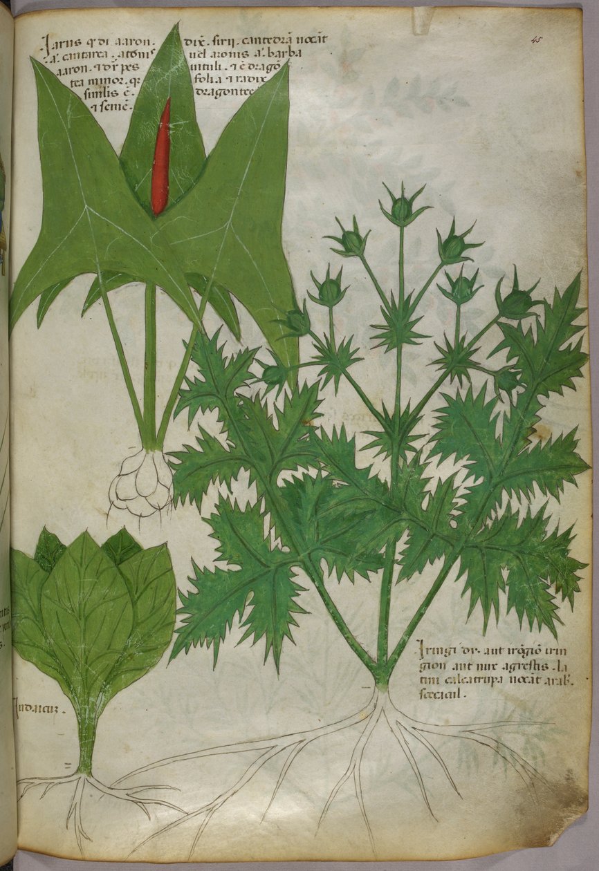 Botanikai illusztráció, 1440 körül (tinta és szín, pergamen) alkotó: Italian School