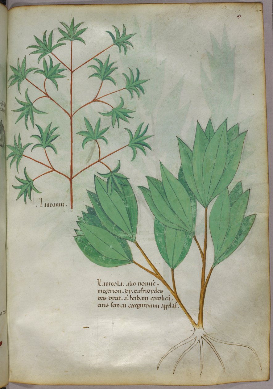 Botanikai illusztráció, 1440 körül (tinta és szín, pergamen) alkotó: Italian School