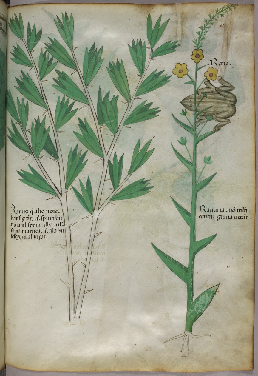 Botanikai illusztráció, 1440 körül (tinta és szín, pergamen) alkotó: Italian School