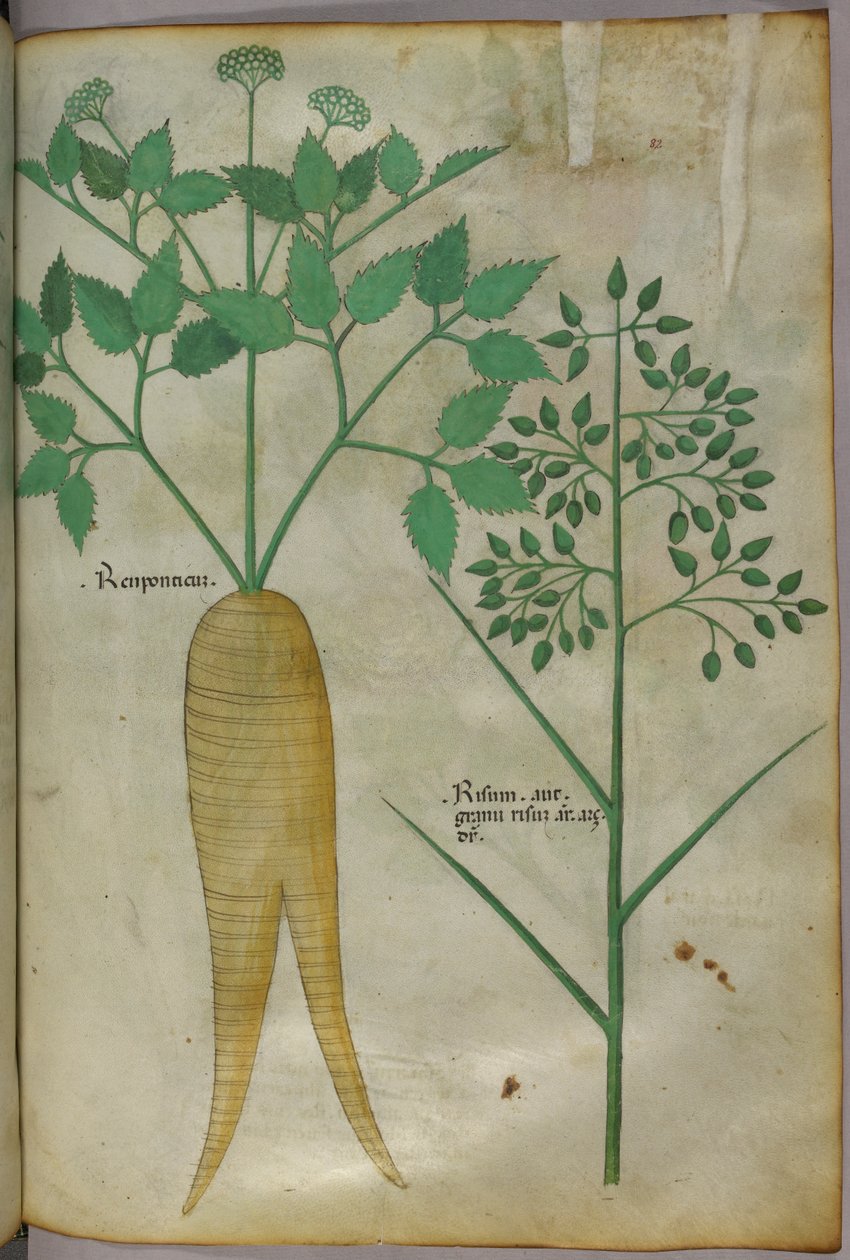 Botanikai illusztráció, 1440 körül (tinta és szín, pergamen) alkotó: Italian School