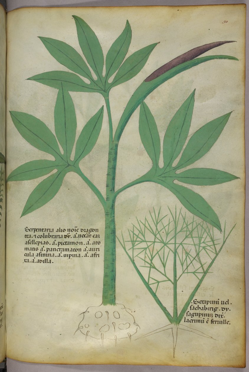 Botanikai illusztráció, 1440 körül (tinta és szín, pergamen) alkotó: Italian School