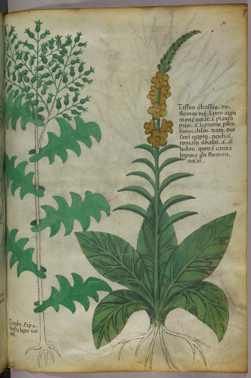 Botanikai illusztráció, 1440 körül (tinta és szín, pergamen) alkotó: Italian School