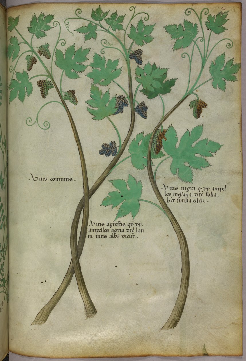 Botanikai illusztráció, 1440 körül (tinta és szín, pergamen) alkotó: Italian School