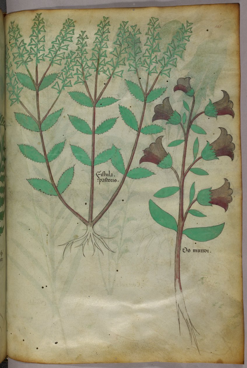 Botanikai illusztráció, 1440 körül (tinta és szín, pergamen) alkotó: Italian School